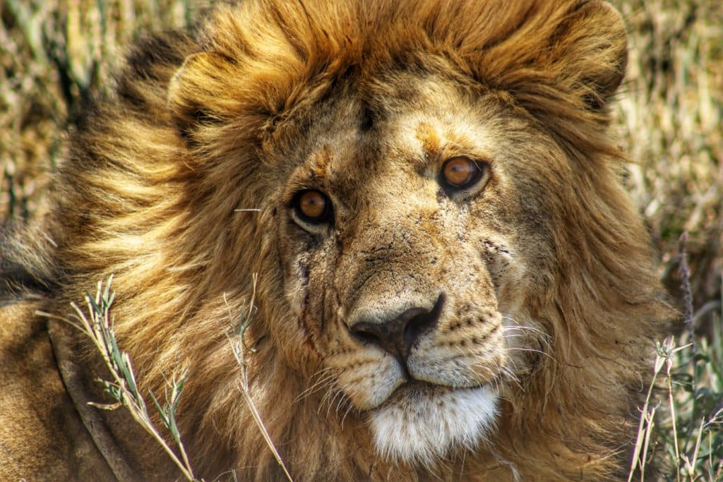 25 Awe Inspiring Tanzanian Safari Photos