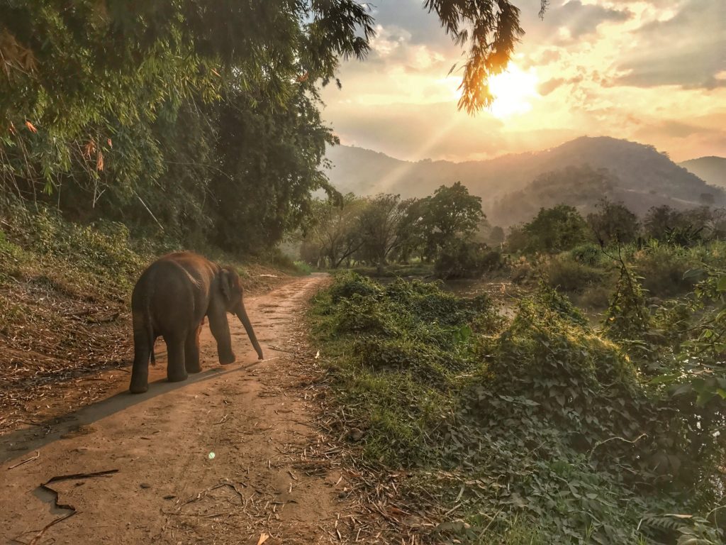 elephant sunset