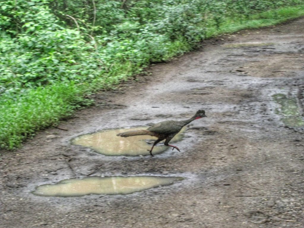 Monteverde Cloud Forest