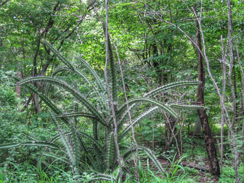 Monteverde Cloud Forest