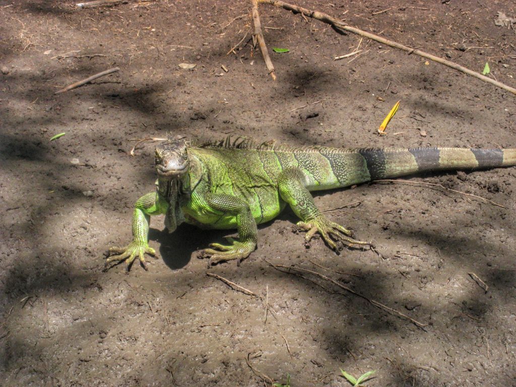 costa rica iguana