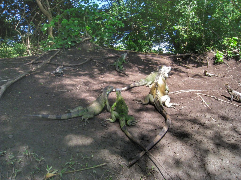 costa rica iguana