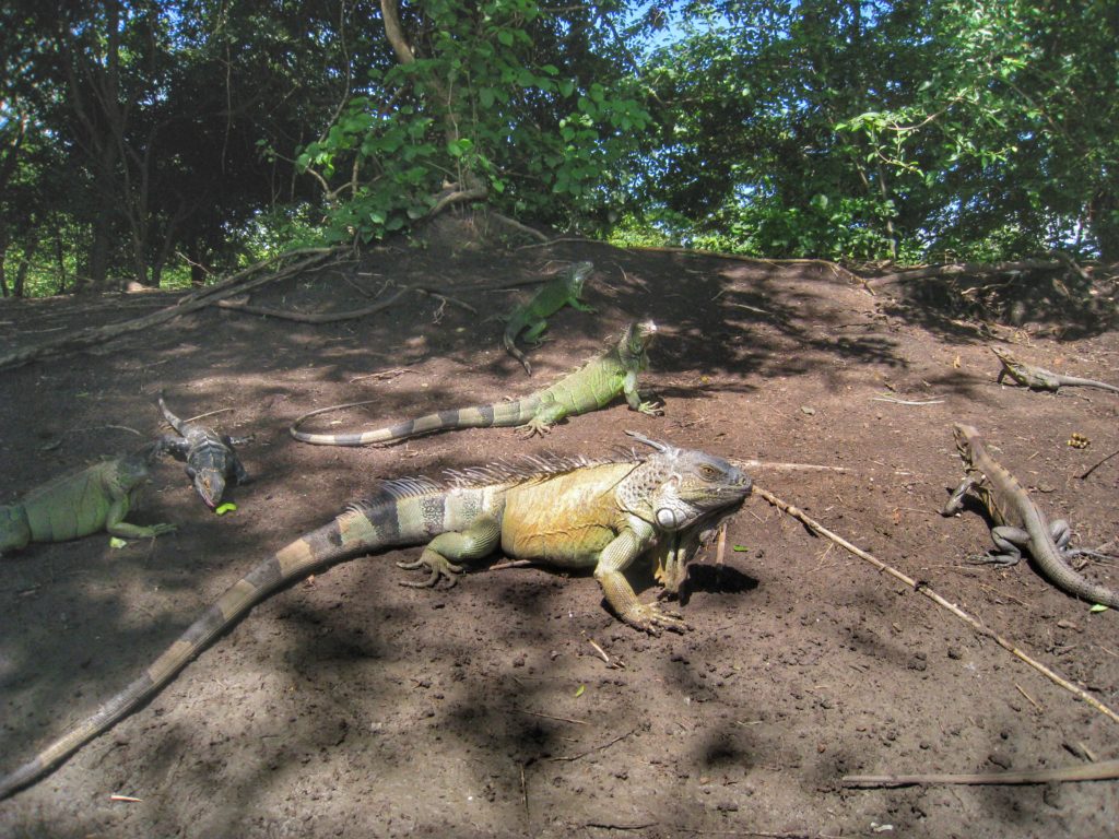 iguana costa rica