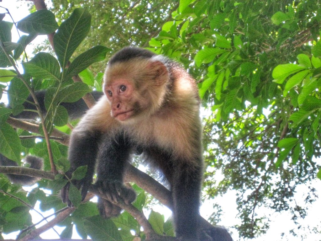 costa rica monkey