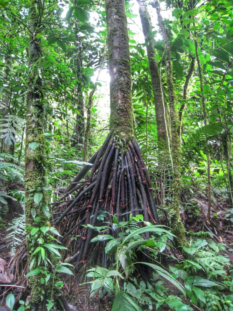 Monteverde Cloud Forest