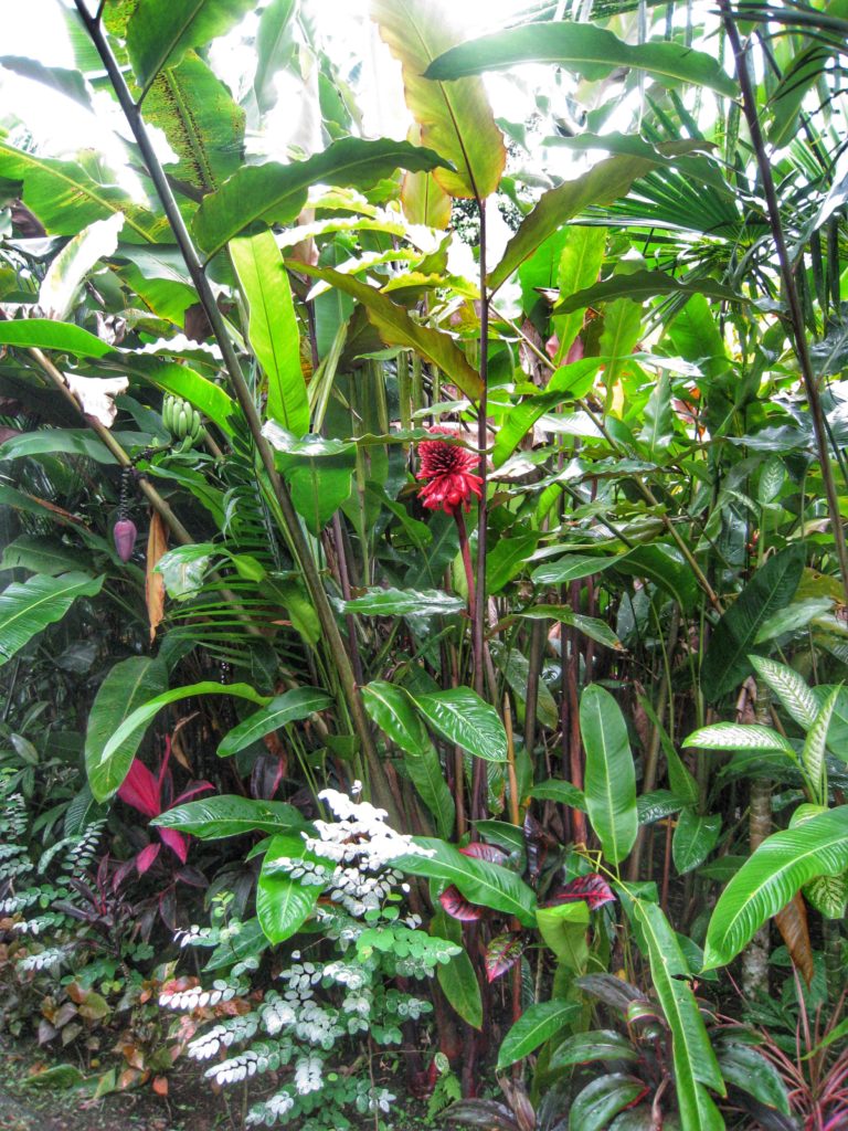 Monteverde Cloud Forest