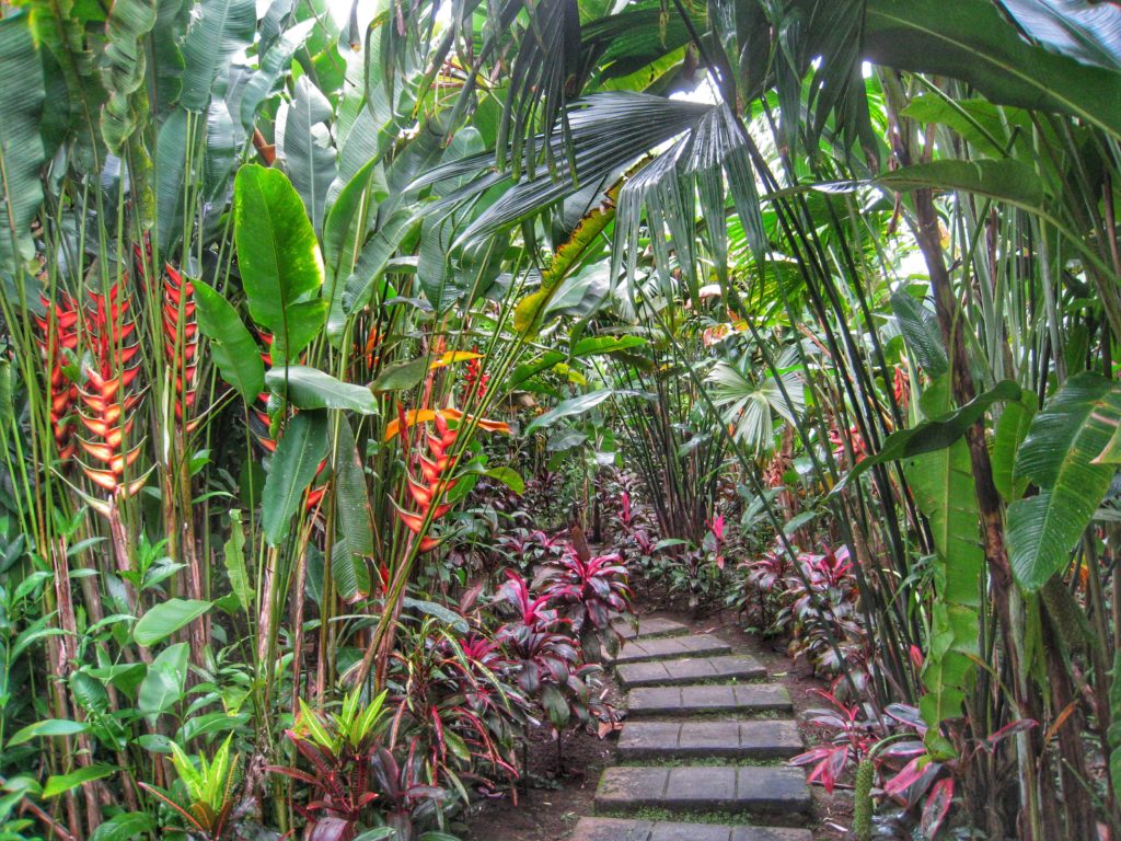 Monteverde Cloud Forest