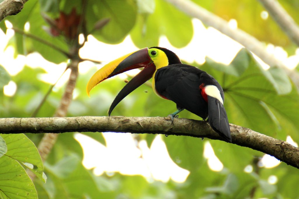 Monteverde Cloud Forest