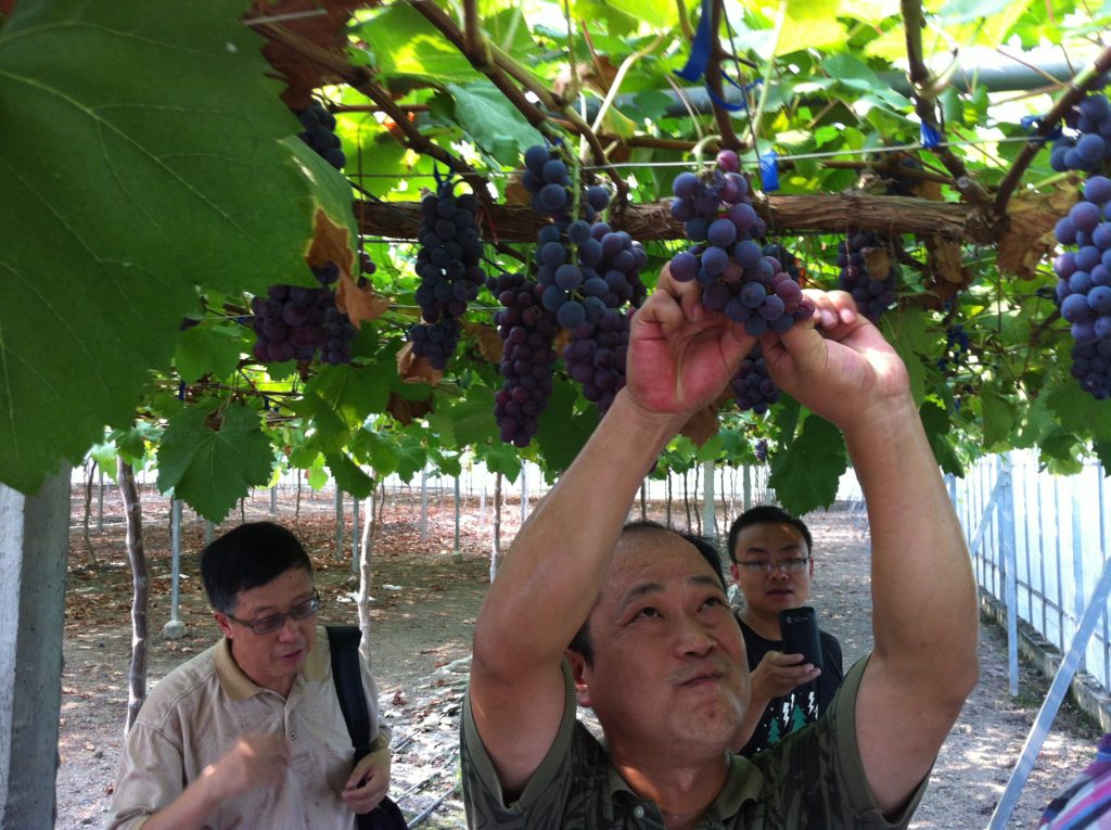 shanghai grapes