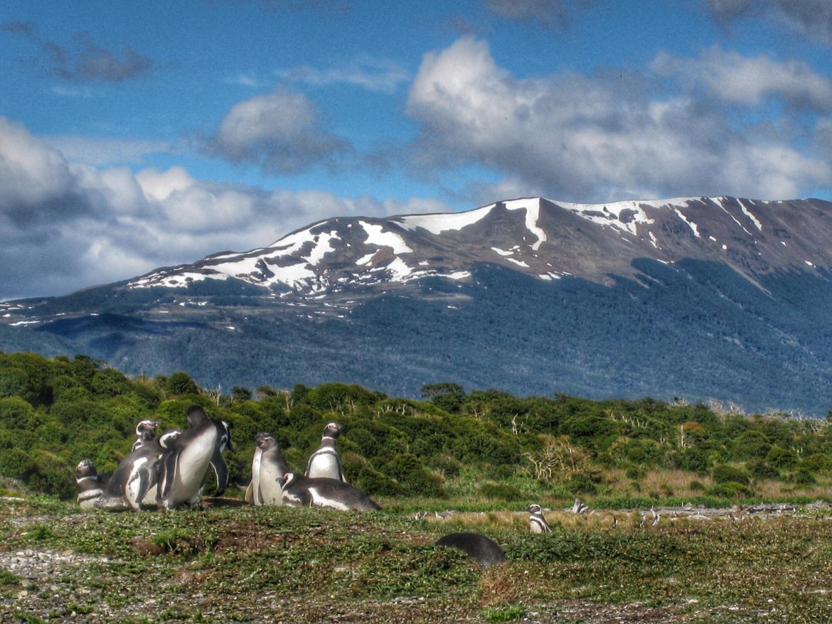 magellanic penguins