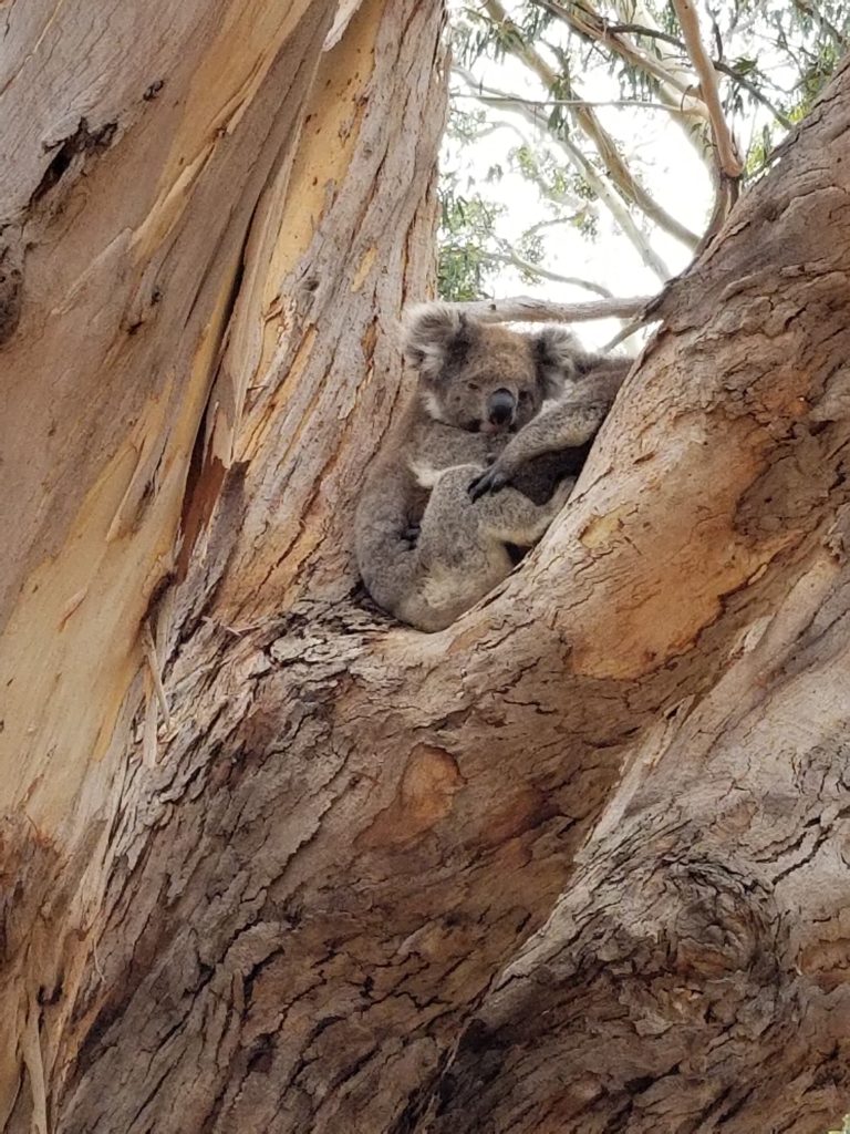 kangaroo island