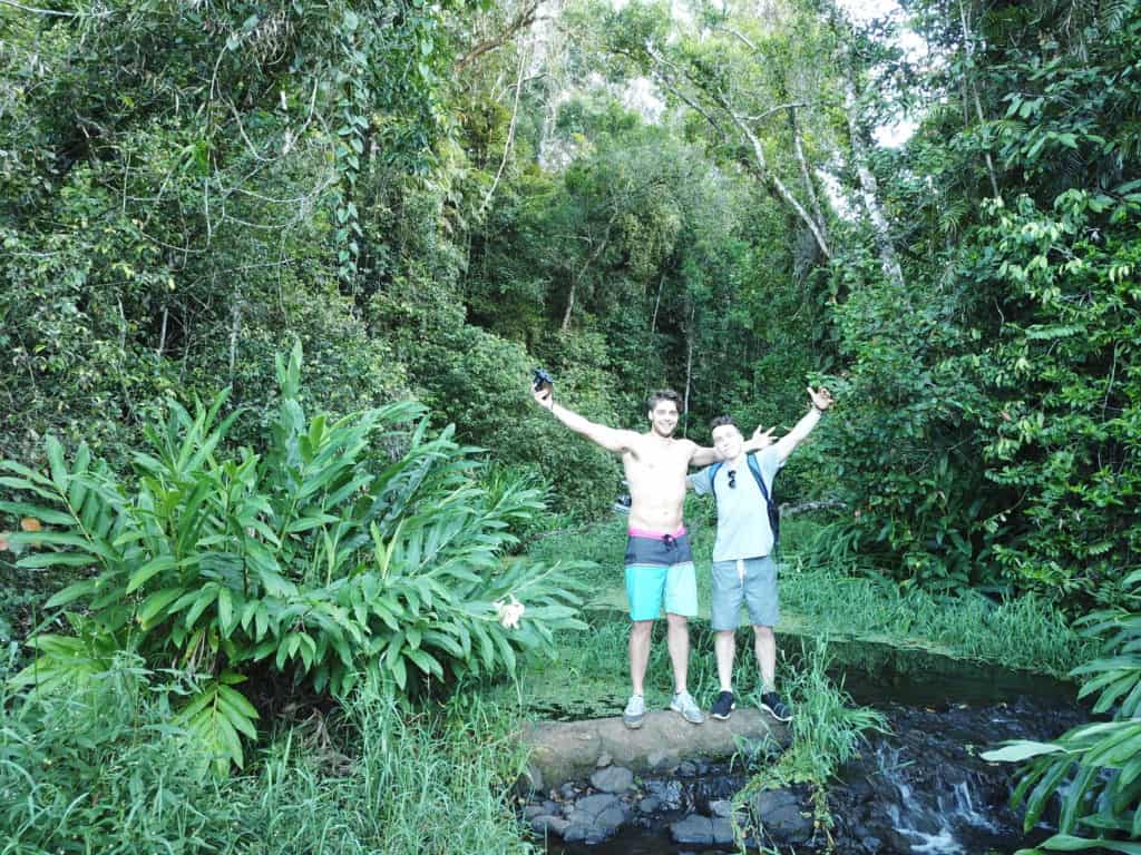 daintree rainforest