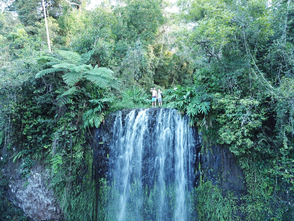 daiintree rainforest