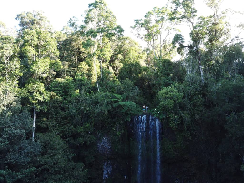 Daintree rainforest