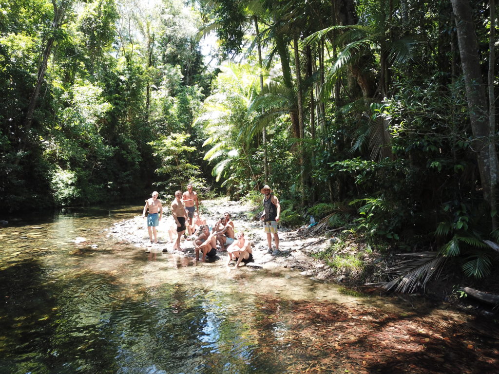 daintree rainforest