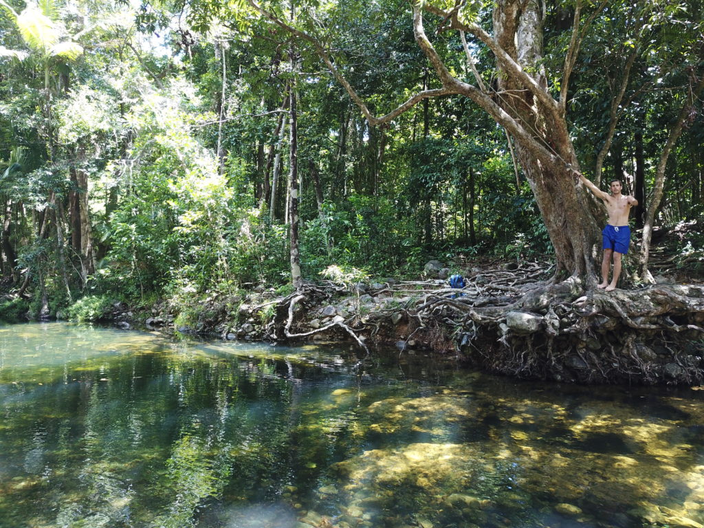 daintree rainforest