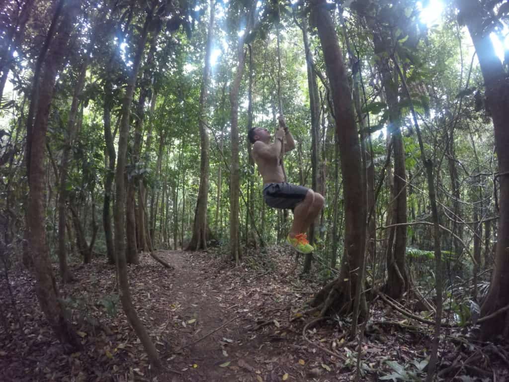 daintree rainforest