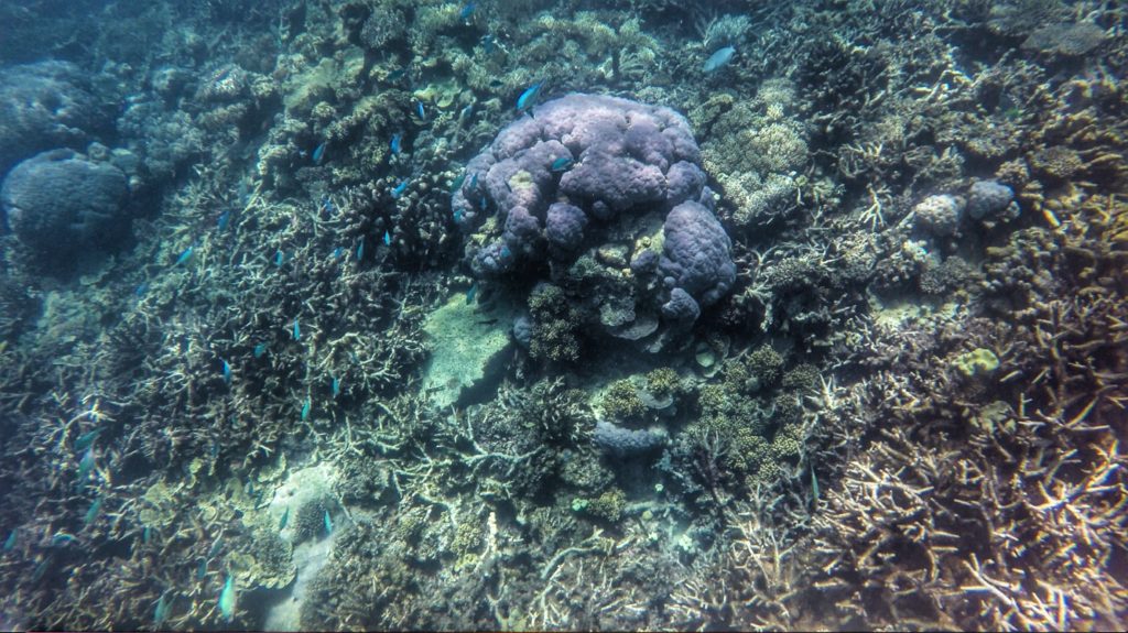 great barrier reef