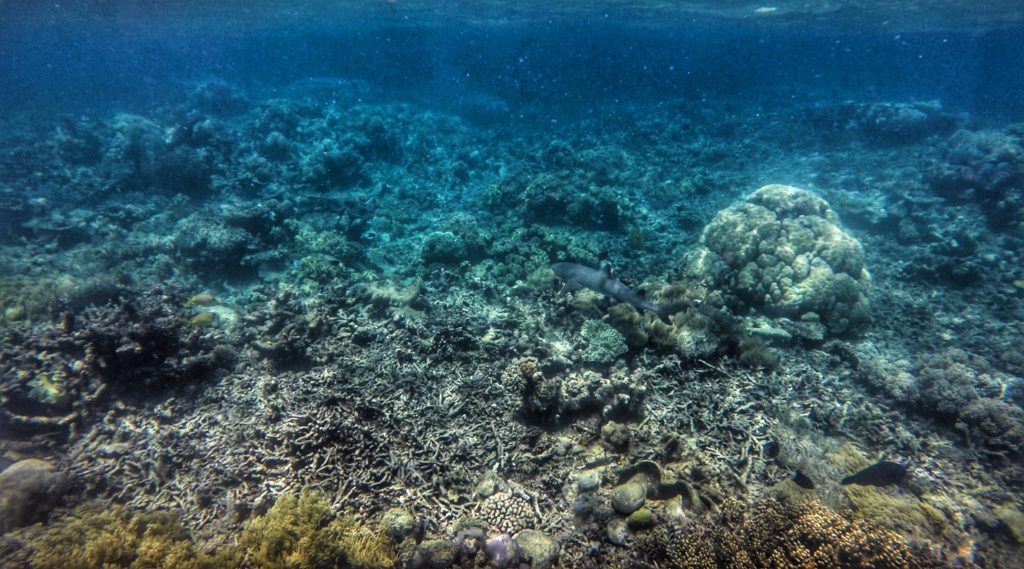 great barrier reef