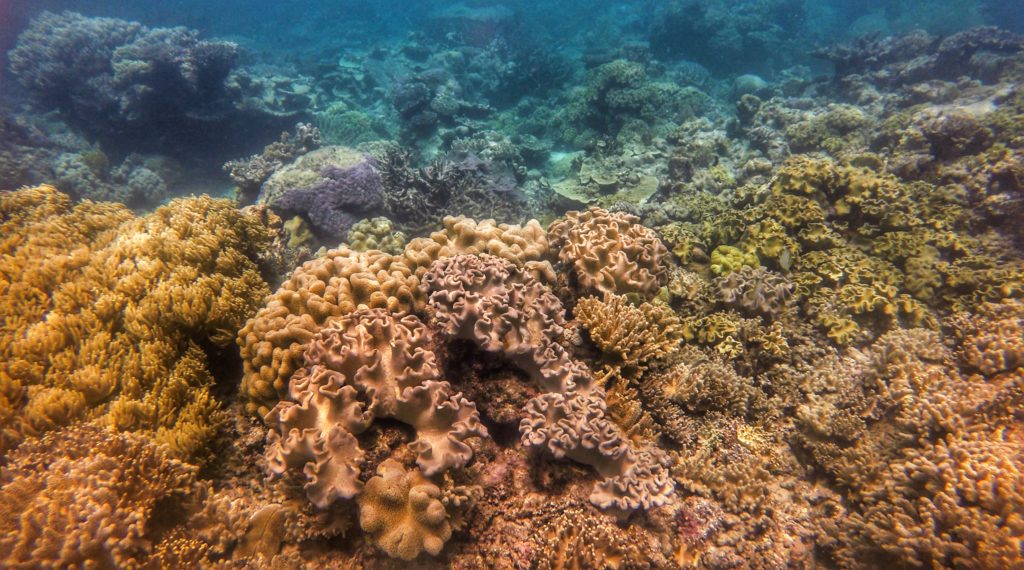 great barrier reef