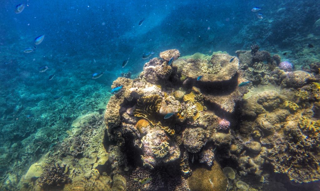 great barrier reef