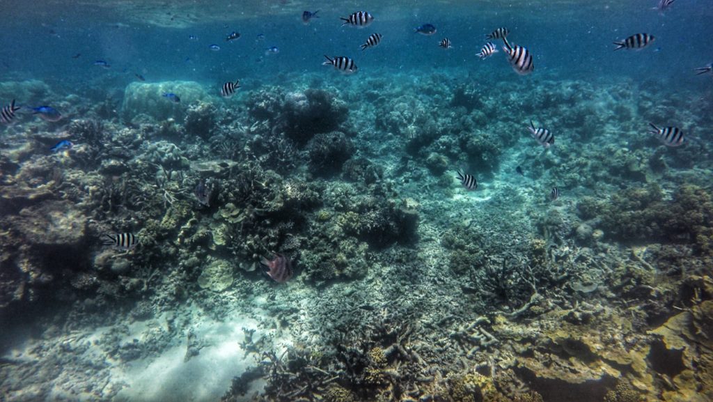 great barrier reef