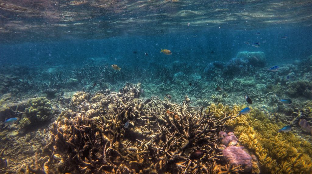 great barrier reef