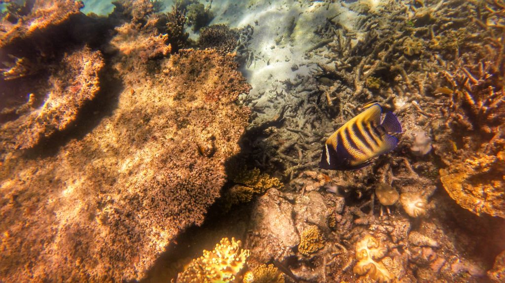 great barrier reef