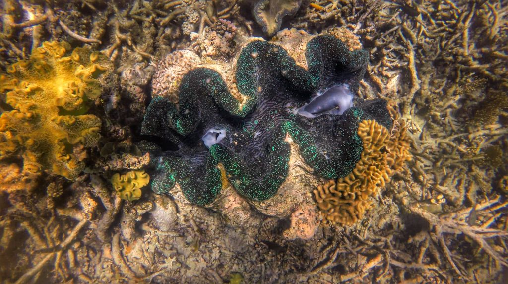 great barrier reef