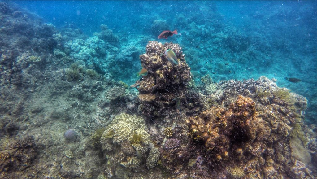 great barrier reef